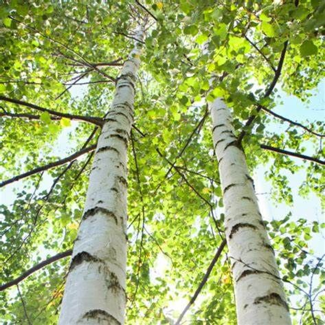 Sève de Bouleau BIB 3L