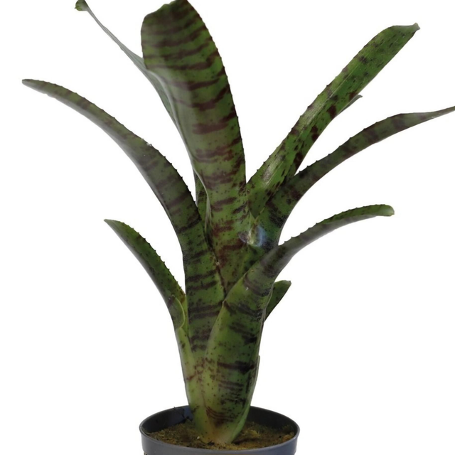 PT Neoregelia Ampullacea Tigrina 8715897361548