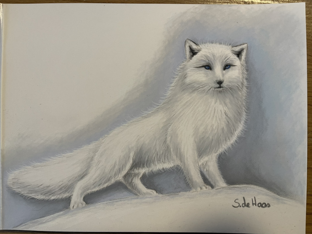 Pasteltekening sneeuw vos A-5