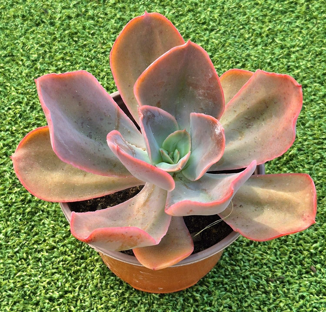Echeveria &#039;Sunset Mint&#039;