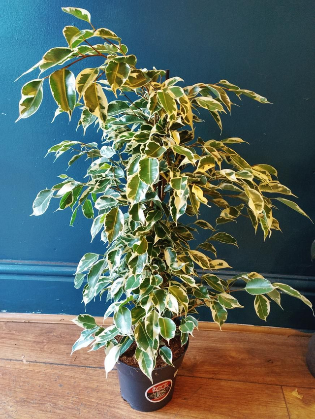 Ficus benjamina in 17cm pot 70 cm tall 