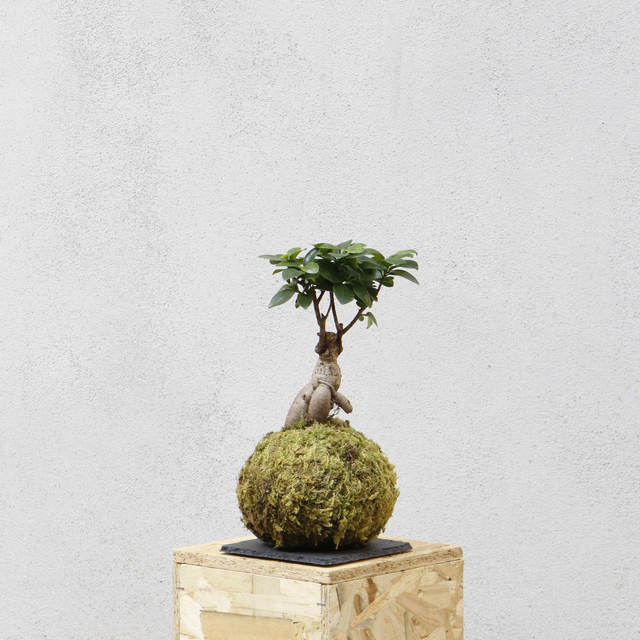 Ficus Ginseng Kokedama 