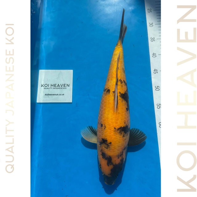 Marusei Koi Farm           43cm Ki Utsuri          Nisai
