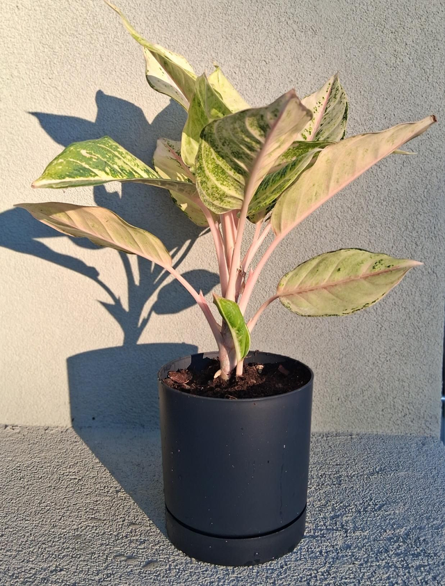 C135 . Aglaonema in Tubo 13