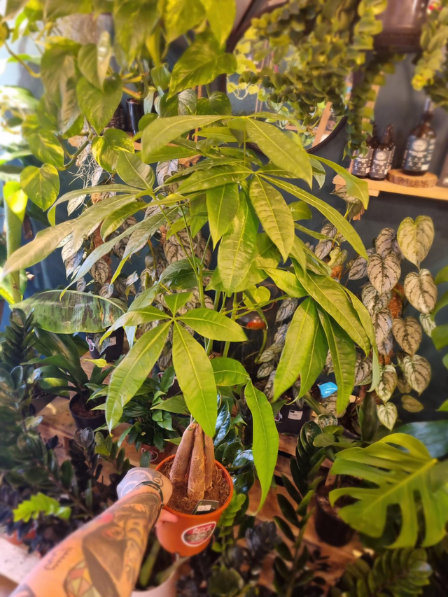 Pachira aquatica,14cm pot standing 70cm tall