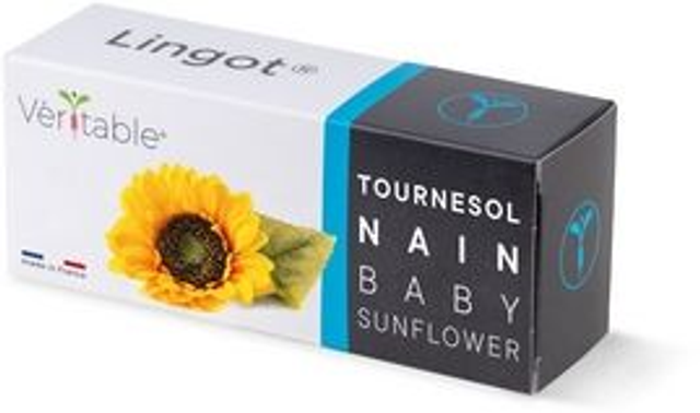 Véritable Lingot Sunflower