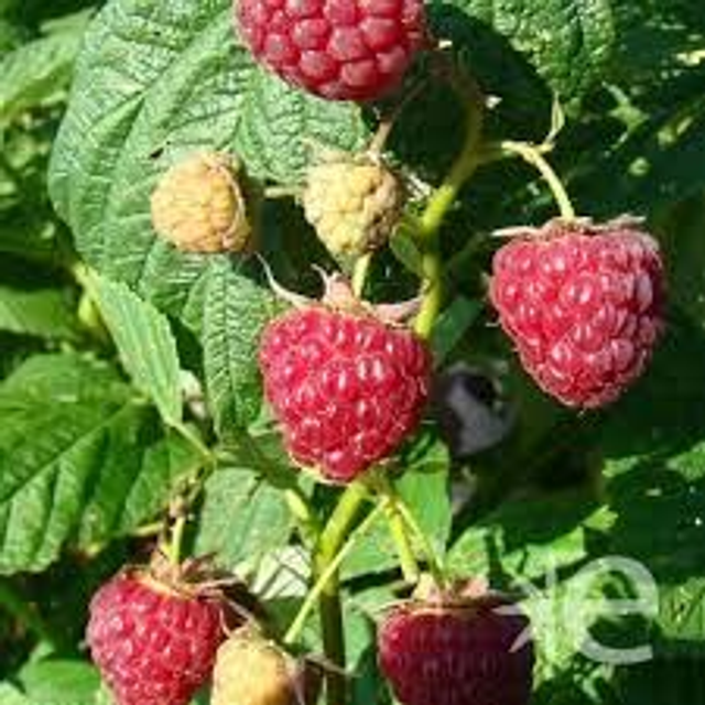 FRAMBOISIER Heritage