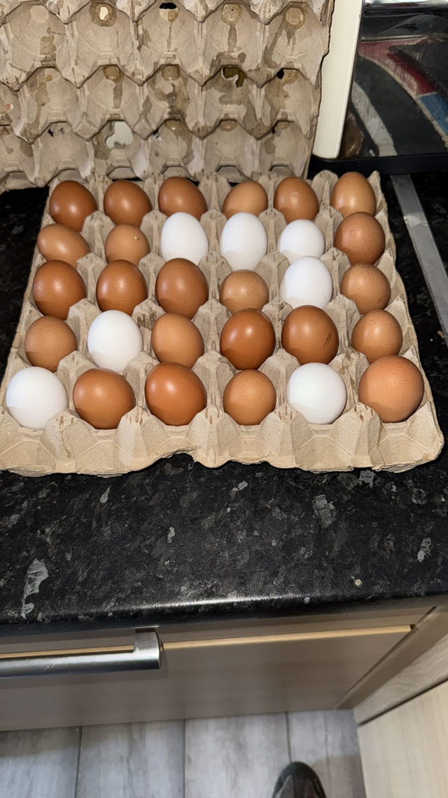 Chicken Eggs
