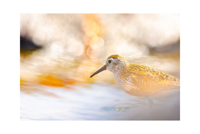 Bécasseau variable - Avec passe-partout