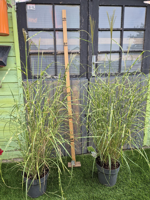 Miscanthus sinensis zebrinus pot 23cm 