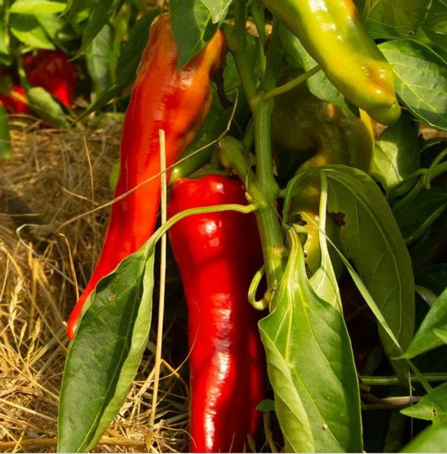 Poivron Rouge/Orange Précoce Cubanelle