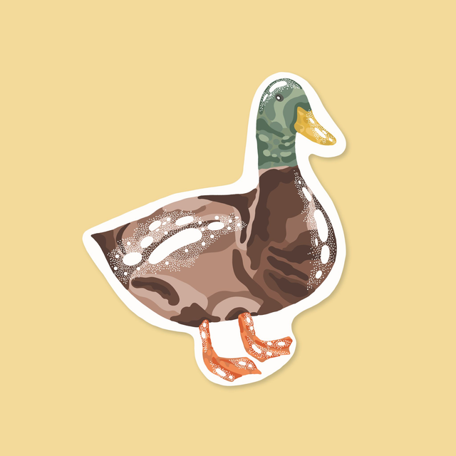 Le colvert 🦆