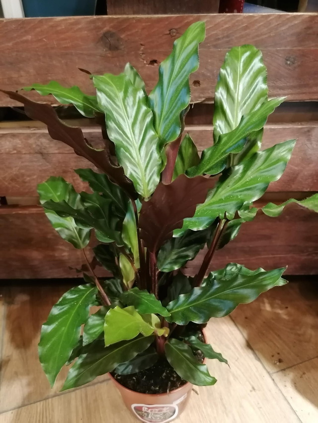 Calathea Rufibarba 17cm pot