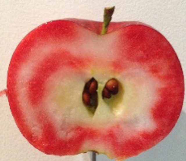 Redford  - scion 1 an - racines nues