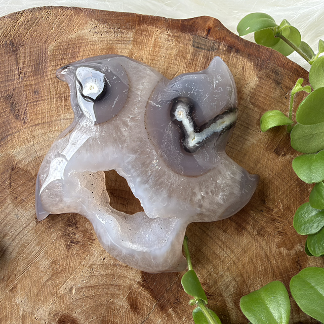 Agate Starfish 