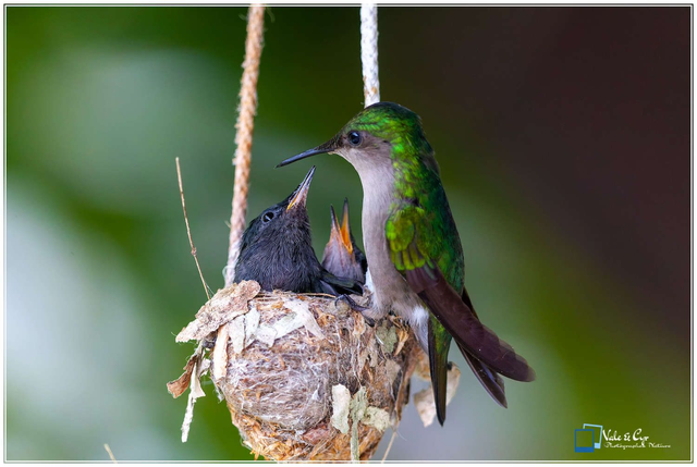 Tirage d'art : Impériale