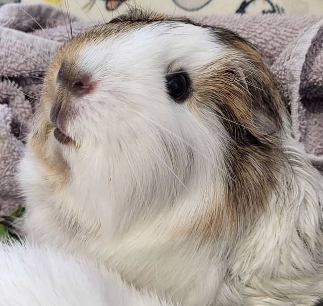 £10 donation to Patch's Piggy Trust