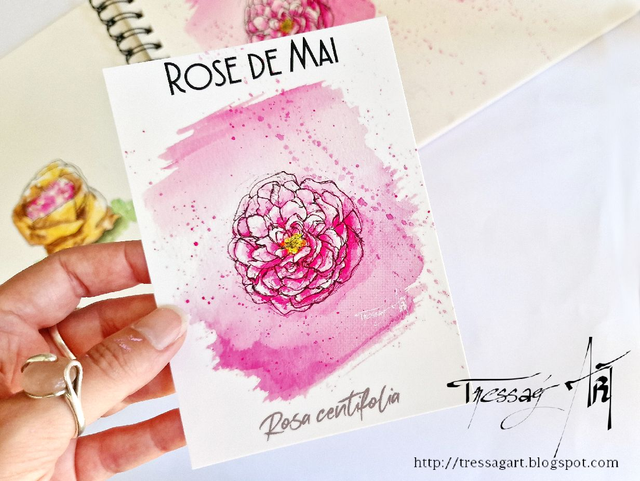 CARTE &quot;PLANTES A PARFUM&quot; de Grasse - Rosa centifolia - Rose de Mai - TR007006