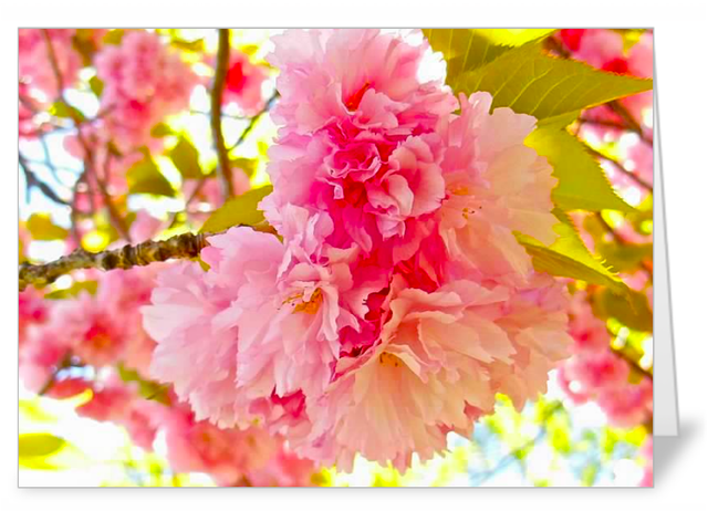 Lucky Dip Mixed pack of 5 NoteCards