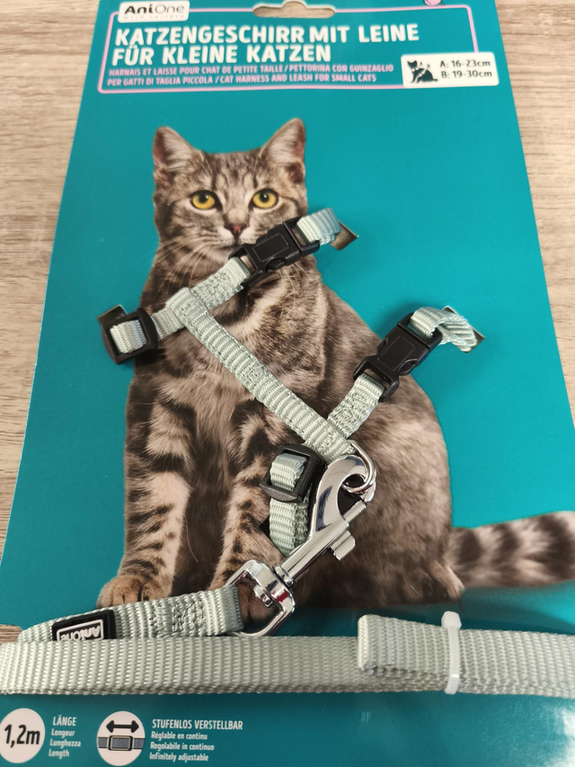 harnais et laisse pour chat petite taille tourquoise