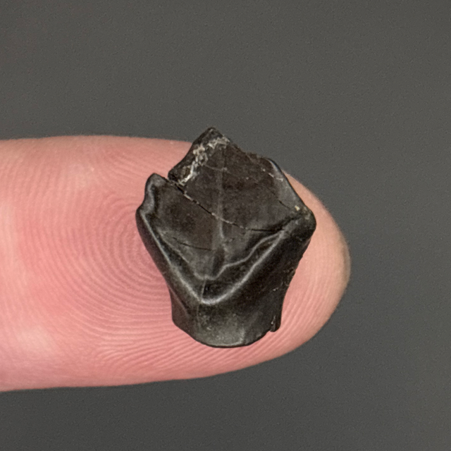 Nodosaur Tooth