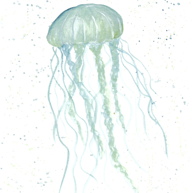 Jellyfish 