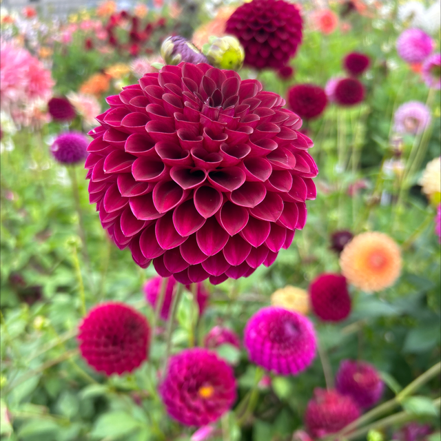 Barbary D’Amour 213