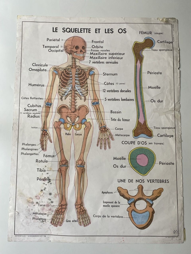 Affiche ancienne École - Le Squelette // Les Articulations