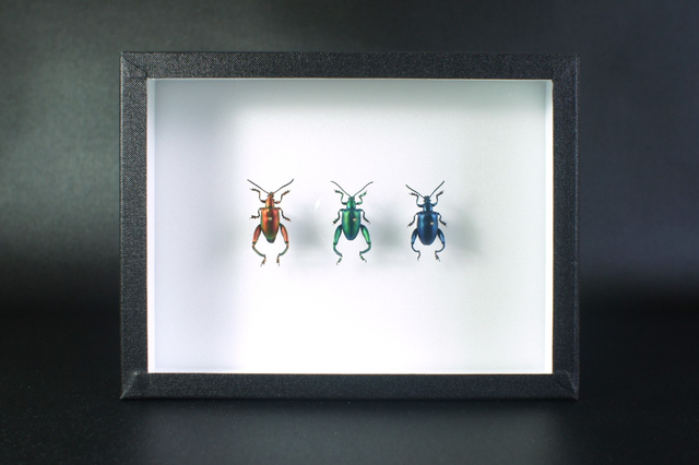 Sagra longicollis (tricolor)