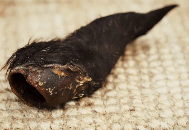 Pferdeohr - getrocknet, mit Fell