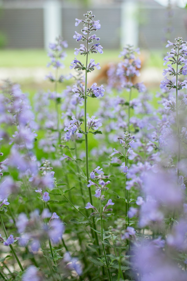 Nepeta Mussinii (Catmint)