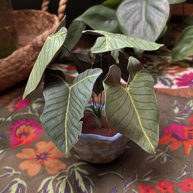 Alocasia 'Oreille d'Éléphant' x Surtout 