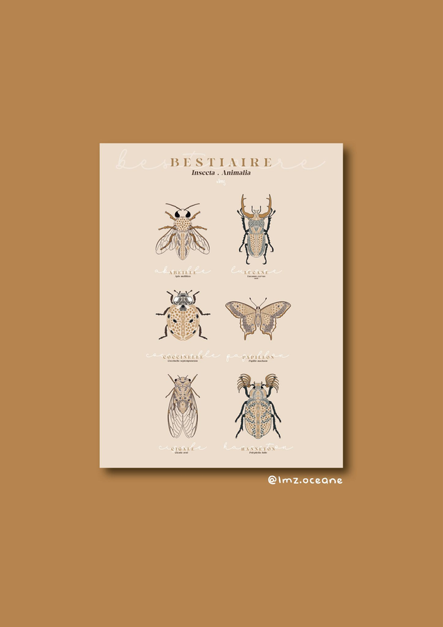 Bestiaire des insectes