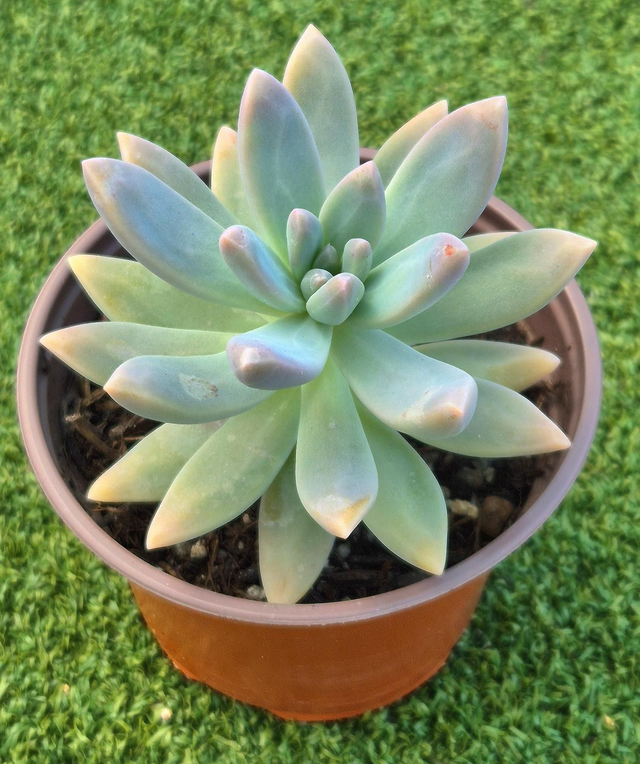 Sedeveria 'Starburst'