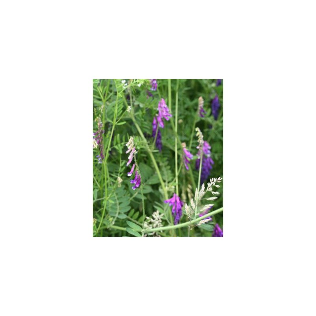 Vesce commune de printemps - MAXIVESA