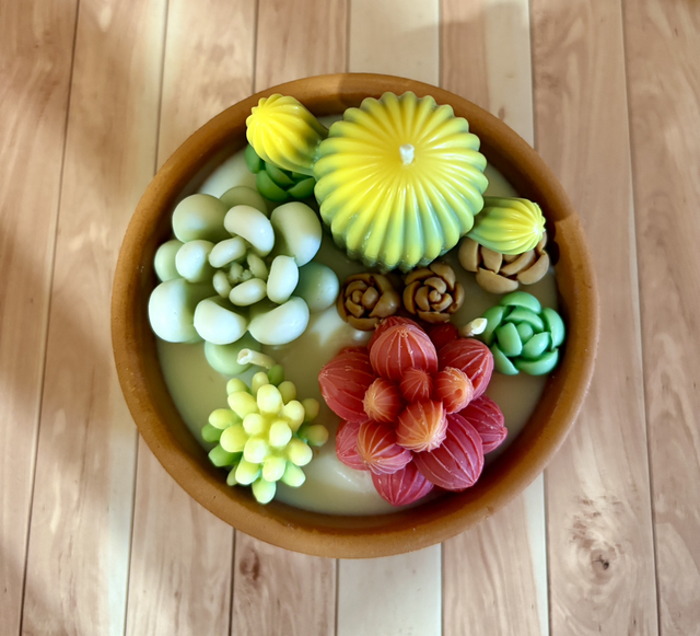 Cactus forêt Pablo - 262gr