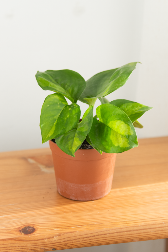 Epipremnum Global Green (mini) 🌿