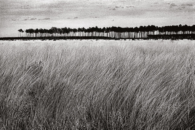 Photo "Landes" sur support rigide 3mm