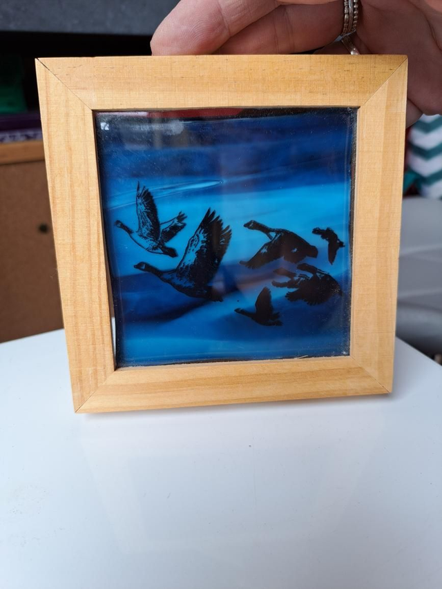 Canada Geese in flight