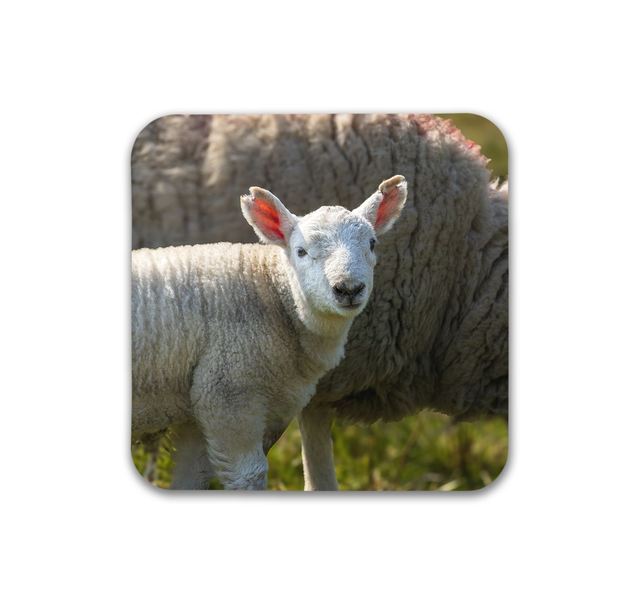 Ewe and Me, Elterwater Common