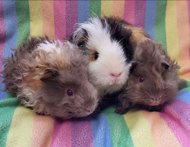 £25 donation to Patch's Piggy Trust