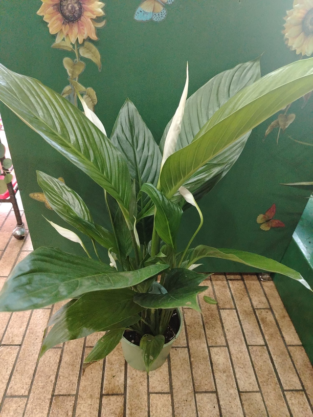 Spatifillo (Spathiphyllum)