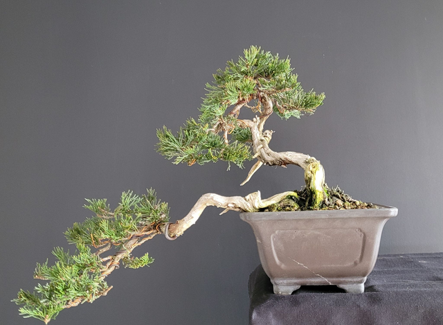 (103) juniperus sabina