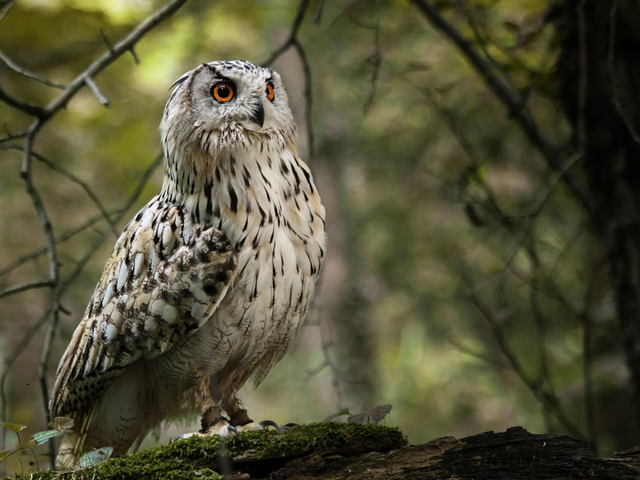 Sibirischer Uhu 1 - Querformat