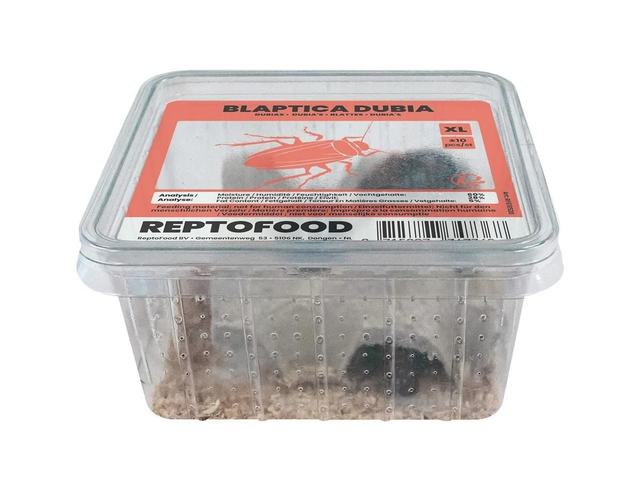 Repto Dubia Extra Large