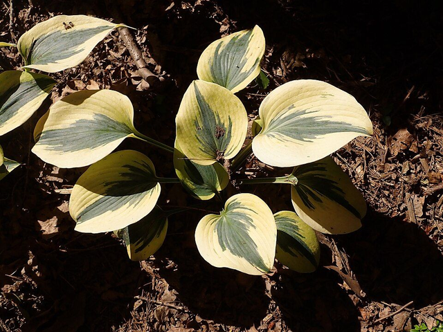 Hosta 'Autumn Frost' P9