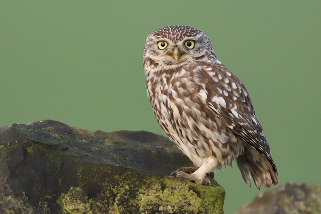 "Little Owl" Print    