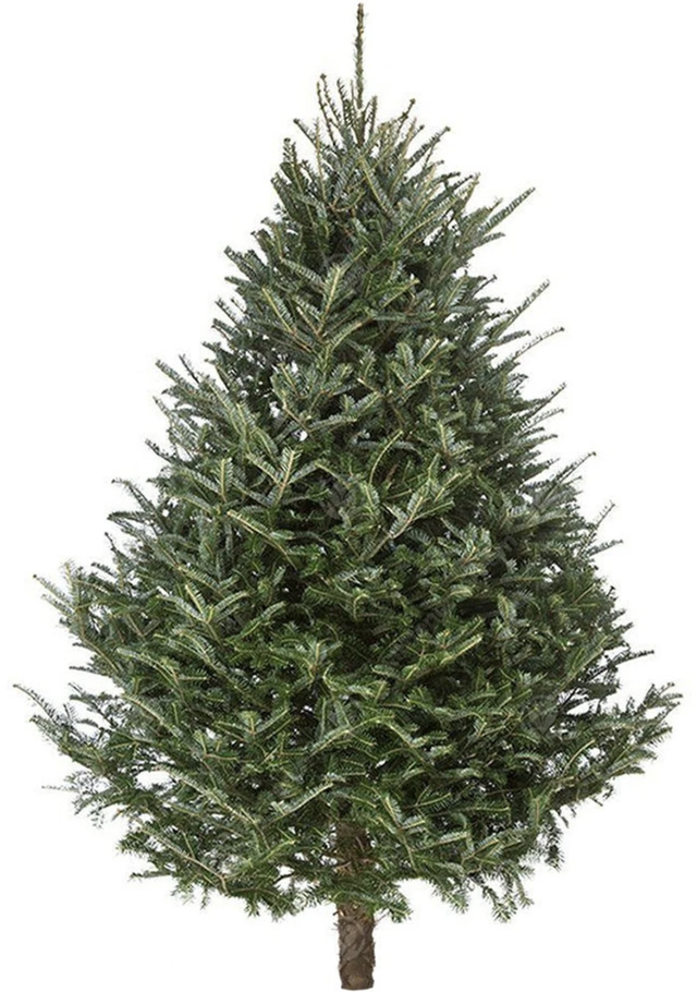 Premium Cut Fraser Fir Christmas Tree