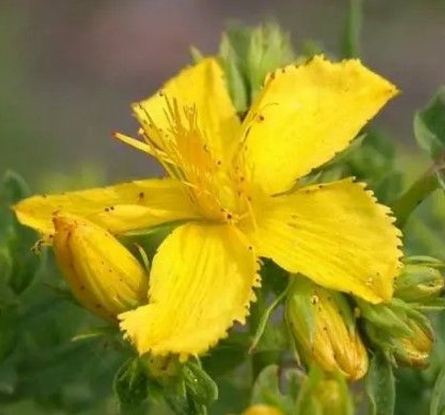 Millepertuis Bio - Hypericum Perforatum