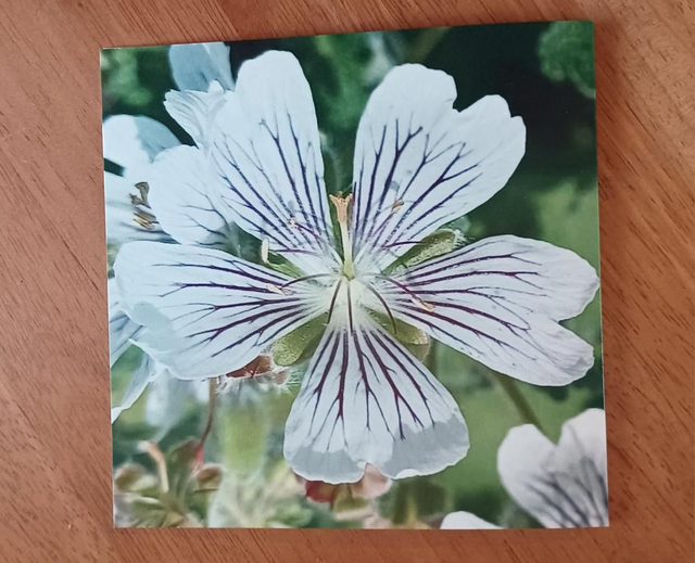 Geranium renardii